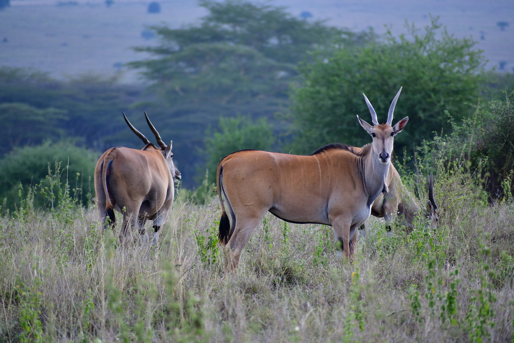 Nairobi National Park